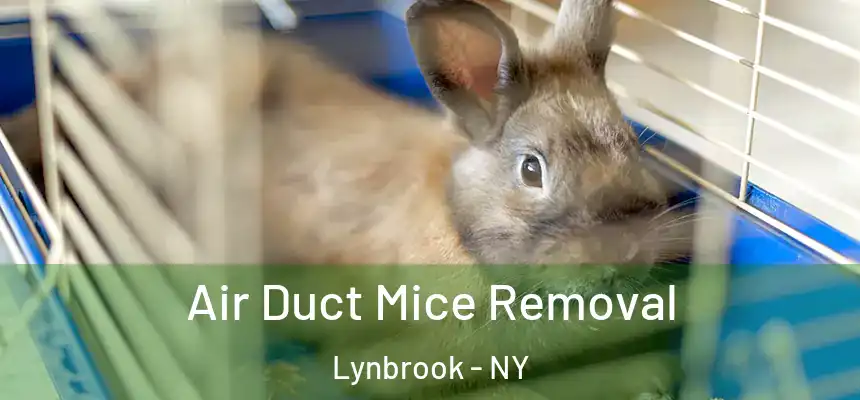 Air Duct Mice Removal Lynbrook - NY